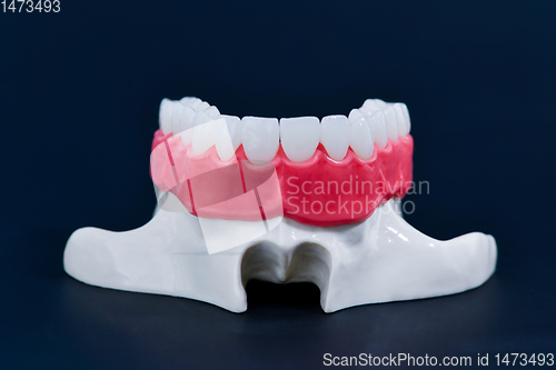 Image of Upper human jaw with teeth and gums anatomy model