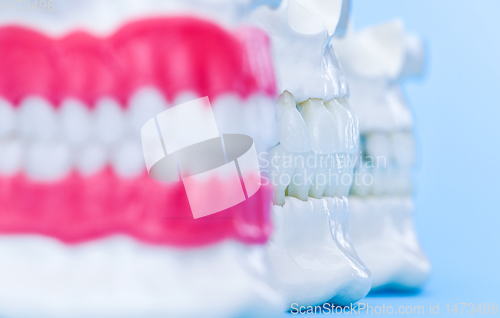 Image of Human jaws with teeth and gums anatomy models