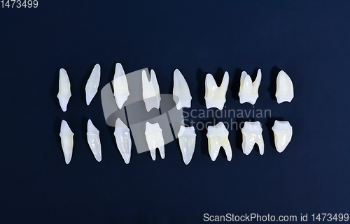 Image of Top view of white teeth on blue background