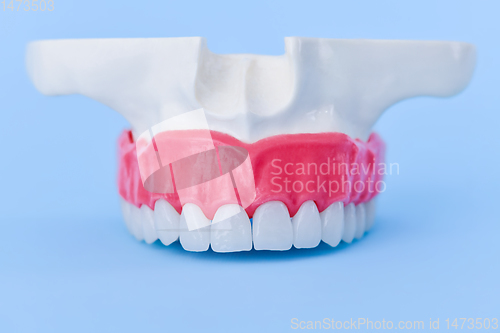 Image of Upper human jaw with teeth and gums anatomy model