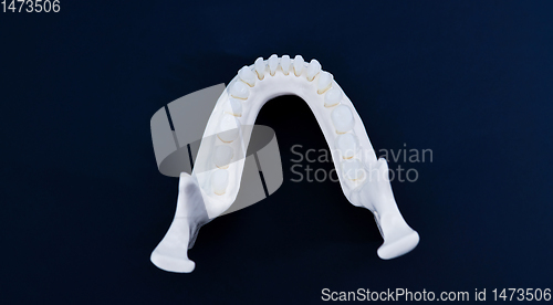 Image of Lower human jaw with teeth anatomy model