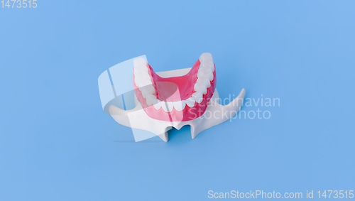 Image of Upper human jaw with teeth and gums anatomy model