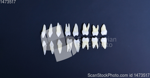 Image of Top view of white teeth on blue background