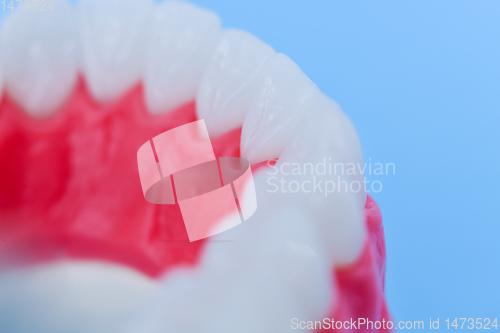 Image of Lower human jaw with teeth and gums anatomy model