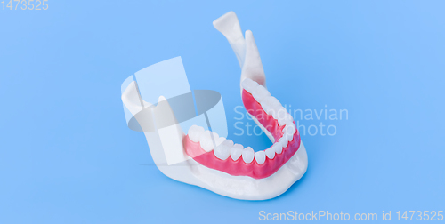 Image of Lower human jaw with teeth and gums anatomy model