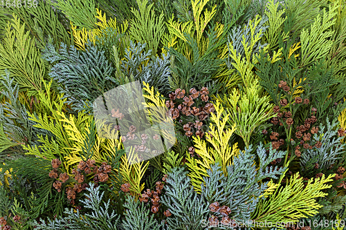 Image of Cedar Cypress and Juniper Leaf Background