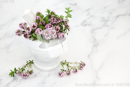 Image of Immune Boosting Thyme Herb for Good Health 