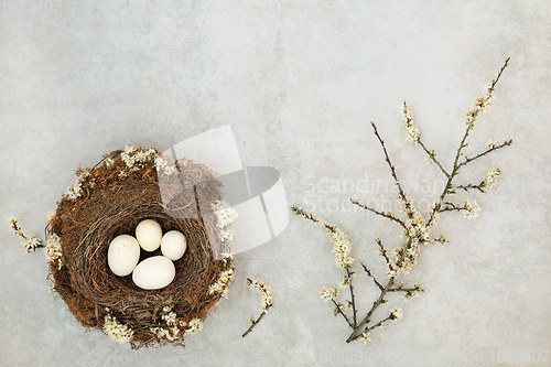 Image of Spring Birds Nest with Eggs and Blackthorn Blossom 