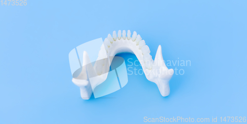 Image of Lower human jaw with teeth anatomy model