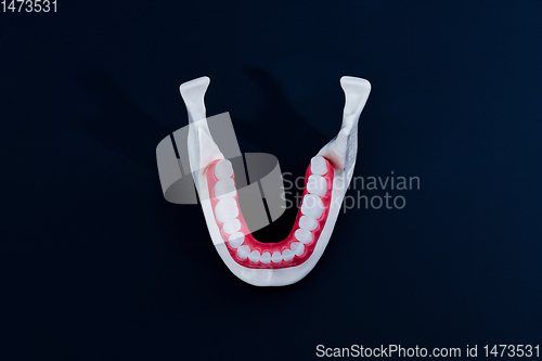 Image of Lower human jaw with teeth and gums anatomy model