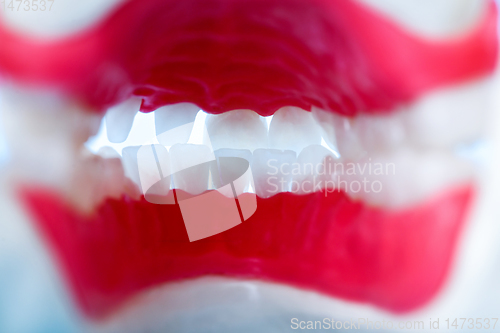 Image of inside view of human jaw with teeth and gums anatomy model