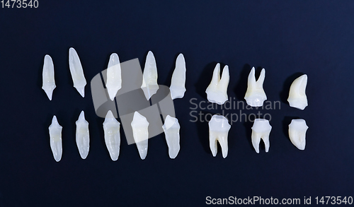 Image of Top view of white teeth on blue background