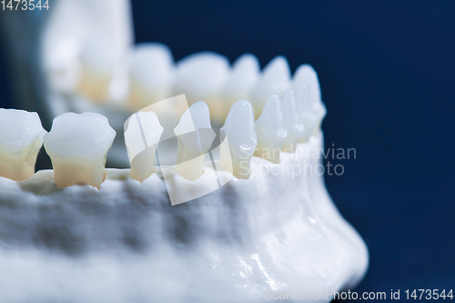 Image of Lower human jaw with teeth anatomy model