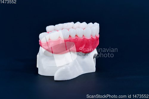 Image of Upper human jaw with teeth and gums anatomy model