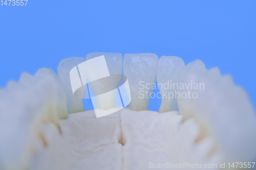 Image of Lower human jaw with teeth anatomy model