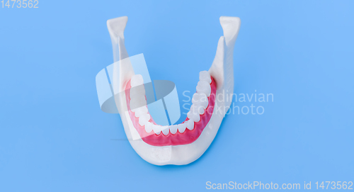 Image of Lower human jaw with teeth and gums anatomy model