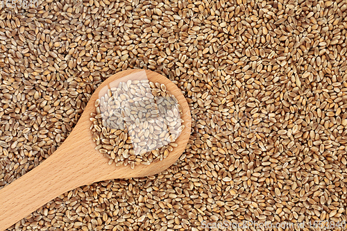 Image of Mulika Wheat Berries for Healthy Eating