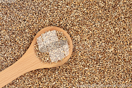 Image of Mulika Wheat Berries for Healthy Eating