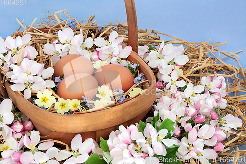 Image of Freshly Laid Brown Eggs and Spring  Blossom