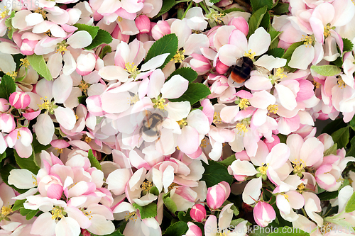 Image of Bumblebees Gathering Nectar from Apple Blossom