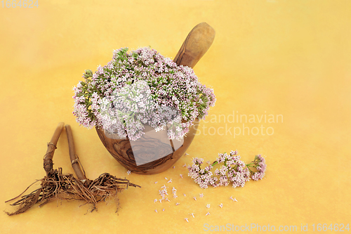 Image of Valerian Herb Root and Flowers