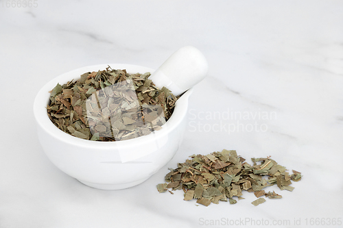 Image of Ash Herb Leaves Herbal Medicine