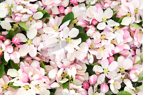 Image of Apple Blossom Flowers in Spring Background