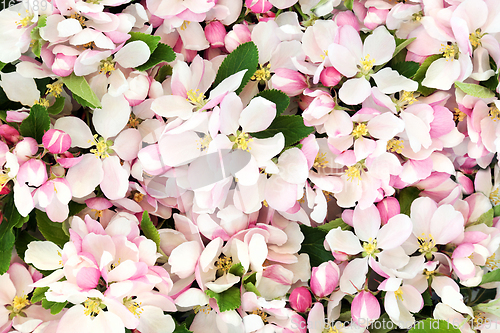 Image of Apple Blossom Flowers in Spring Background