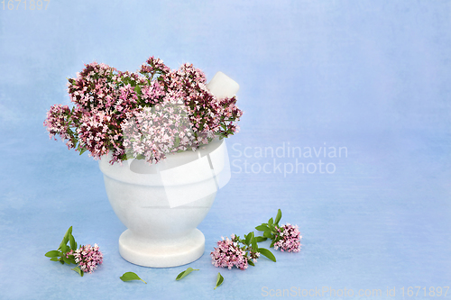 Image of Oregano Herb Flowers used in Herbal Medicine 