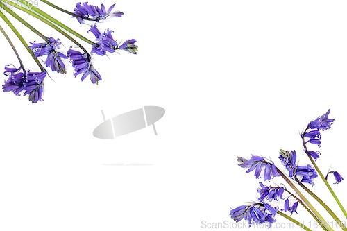 Image of Spring Bluebell Flowers Background Border