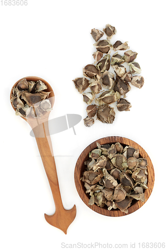 Image of Moringa Oliefera Herb Seed Used in Herbal Medicine