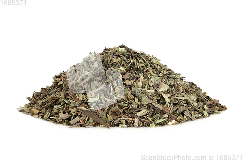 Image of Plantain Herb Leaves Herbal Medicine