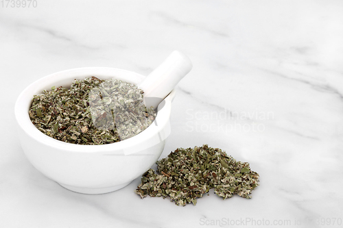 Image of Coltsfoot Herb Leaves Herbal Medicine
