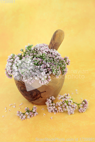 Image of Valerian Herb Flowers for Medicinal Use