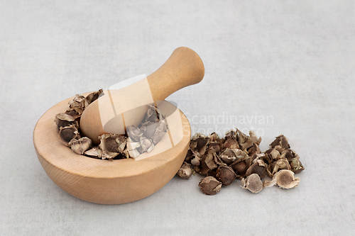 Image of Moringa Oliefera Herb Seed for Herbal Medicine