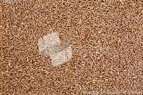 Image of Emmer Wholegrain Farro Wheat Background