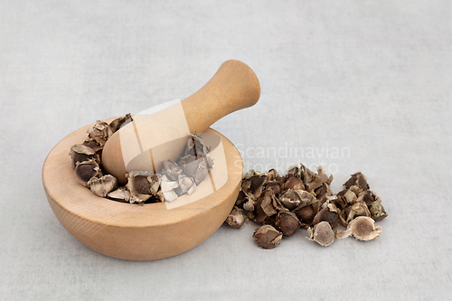 Image of Moringa Oliefera Herb Seed for Herbal Medicine