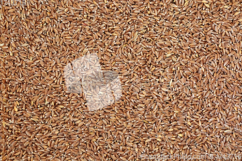 Image of Emmer Wholegrain Farro Wheat Background