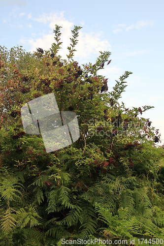 Image of Elderberry    (Sambucus)