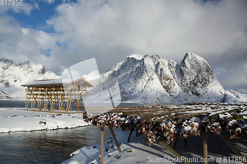 Image of Morning in Sakrisoy at the Lofoten, Norway