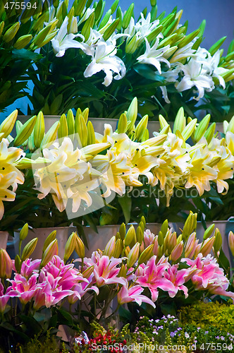 Image of flowers market