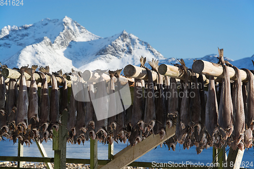 Image of Barstrand, Lofoten, Norway