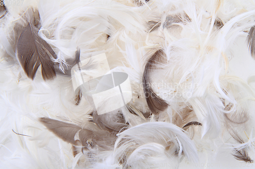 Image of bird feathers texture