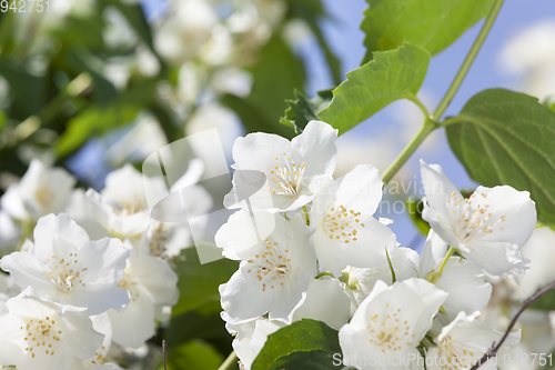 Image of Jasmine flowers