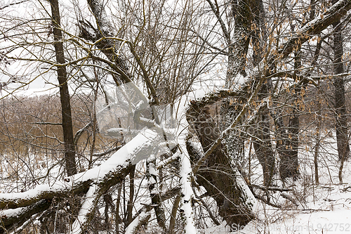 Image of Tree under snow, close-up