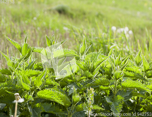 Image of Nettle green leaf