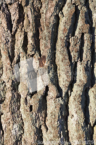 Image of dry pine bark on the trunk
