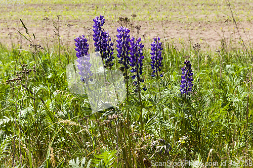 Image of blue lupine blossom