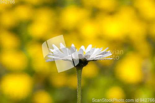 Image of Dandelions closeup