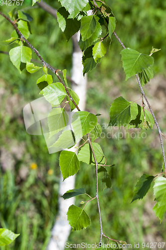 Image of deciduous tree, spring